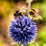 Bees! The tiny heroes we couldn't live without