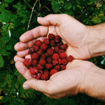Early Summer Foraging Guide