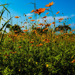 Pollinator Trail around Bloomsbury, London
